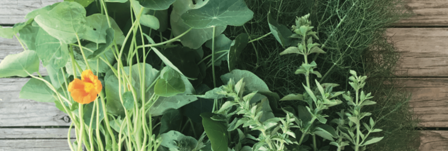 FreezeDried Edible Flowers, Bush Foods & Niche Herbs FIAL Main